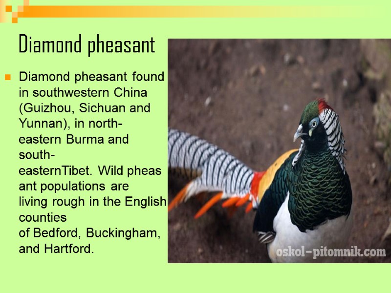 Diamond pheasant  Diamond pheasant found in southwestern China (Guizhou, Sichuan and Yunnan), in